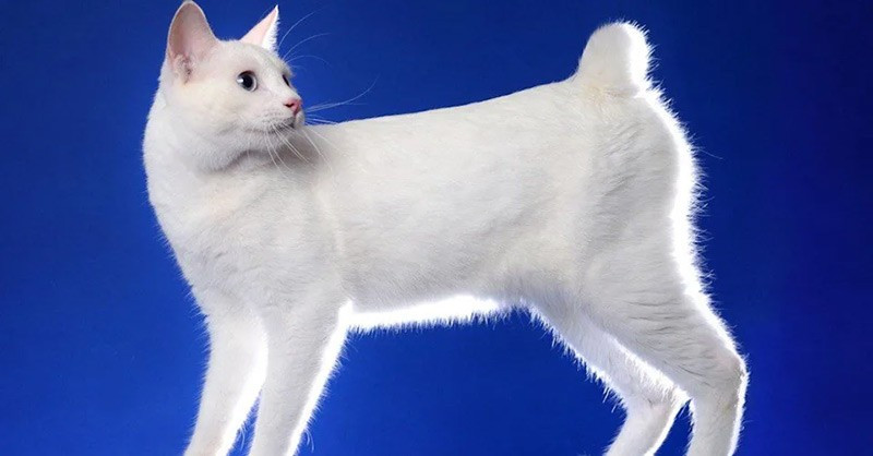 Mèo Nhật đuôi cụt đã tồn tại tại Nhật Bản hơn 1.000 năm. Chúng từng giúp kiểm soát chuột trong các trại nuôi tằm và tượng trưng cho may mắn. Giống mèo này có đuôi cụt tự nhiên và tính cách hoạt bát, vui vẻ. chum-anh-20-giong-meo-quy-hiem-nhat-the-gioi-023.jpg