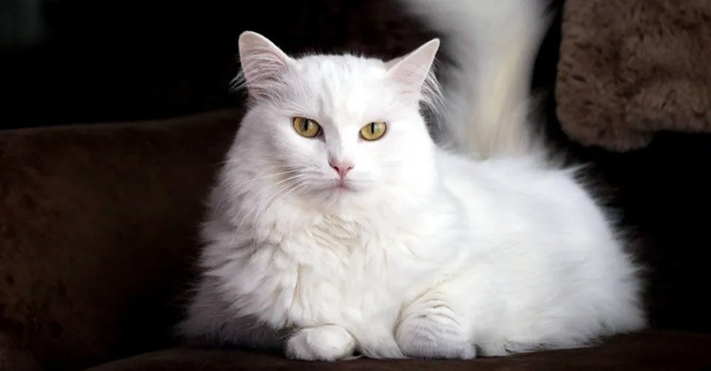 Mèo Turkish Angora xuất hiện từ thế kỷ 18 tại vùng Anatolia, Thổ Nhĩ Kỳ. Chúng có bộ lông dài, mượt và óng ánh với nhiều màu sắc khác nhau. Giống mèo này có tính cách dịu dàng, nhạy cảm và tương đối điềm tĩnh. chum-anh-20-giong-meo-quy-hiem-nhat-the-gioi-07.jpg
