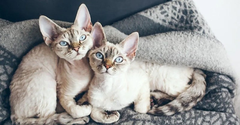 Mèo Devon Rex xuất hiện tại Anh vào thập niên 1950. Chúng có mõm ngắn, gò má cao, tai lớn và bộ lông xoăn gợn sóng đặc trưng. Giống mèo này rất năng động, tinh nghịch và thích vui chơi cùng con người. chum-anh-20-giong-meo-quy-hiem-nhat-the-gioi-06.jpg