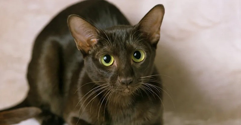 Mèo Havana Brown được lai tạo vào thập niên 1950 từ mèo đen và mèo Xiêm. Chúng có thân hình thon dài nhưng cơ bắp, khuôn mặt dài và đôi mắt thuôn dài. Giống mèo này trung thành với chủ nhưng đôi khi khá độc lập. chum-anh-20-giong-meo-quy-hiem-nhat-the-gioi-08.jpg