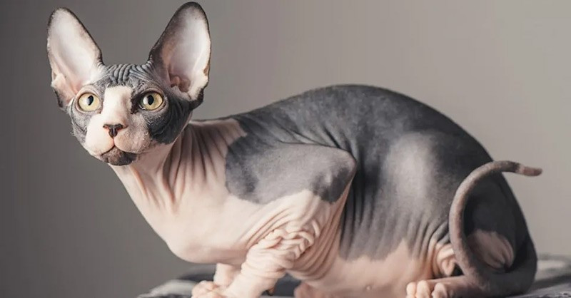 Mèo Sphynx xuất hiện vào năm 1966 khi một cá thể sinh ra không có lông được nhân giống. Chúng có cơ thể không lông, đôi mắt lớn và gò má cao. Giống mèo này thân thiện, cởi mở và rất được yêu thích. chum-anh-20-giong-meo-quy-hiem-nhat-the-gioi-018.jpg