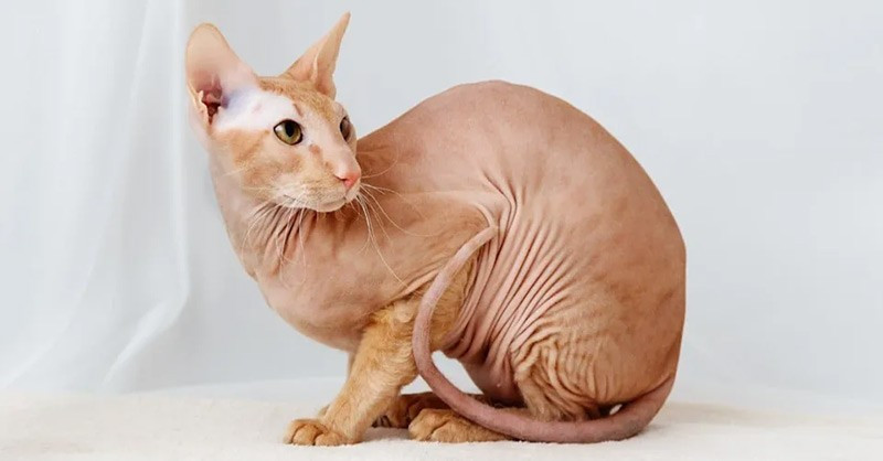 Mèo Peterbald được tạo ra vào năm 1994 từ sự lai tạo giữa Oriental Shorthair và Sphynx. Chúng gần như không có lông, có khuôn mặt dài và gò má cao. Giống mèo này thân thiện, hòa đồng và rất ham chơi. chum-anh-20-giong-meo-quy-hiem-nhat-the-gioi-016.jpg