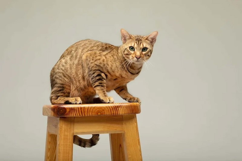 Mèo Serengeti là giống mèo lai giữa Bengal và Oriental Shorthair. Chúng có thân cao, chân dài và bộ lông ngắn, mượt với nhiều màu sắc. Giống mèo này rất thông minh, trung thành với chủ và thích khám phá. chum-anh-20-giong-meo-quy-hiem-nhat-the-gioi-026.jpg