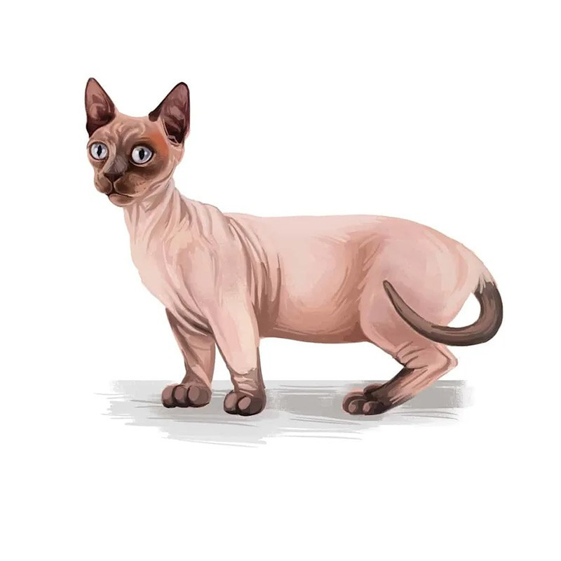 Mèo Minskin là giống mèo hiếm được lai giữa Munchkin, mèo Miến Điện, Devon Rex và Sphynx. Chúng có thân hình thấp, chân ngắn và bộ lông rất ngắn, mịn. Giống mèo này thích được ôm ấp và có làn da ấm. chum-anh-20-giong-meo-quy-hiem-nhat-the-gioi-014.jpg