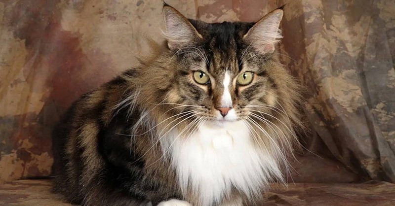 Mèo Norwegian Forest là giống mèo lớn có nguồn gốc từ Na Uy và có thể liên quan đến thời Viking. Chúng có bộ lông dày, dài để thích nghi với khí hậu lạnh. Giống mèo này có ngoại hình oai vệ và tính cách mạnh mẽ. chum-anh-20-giong-meo-quy-hiem-nhat-the-gioi-021.jpg