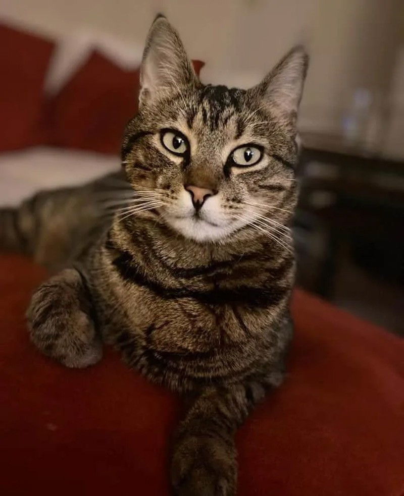 Mèo Aegean có nguồn gốc từ vùng biển Aegean và quần đảo Cyclades. Đây là giống mèo bản địa hình thành tự nhiên và được công nhận vào thập niên 1990. Chúng thân thiện, hòa đồng và phổ biến tại Hy Lạp và Thổ Nhĩ Kỳ. chum-anh-20-giong-meo-quy-hiem-nhat-the-gioi-024.jpg