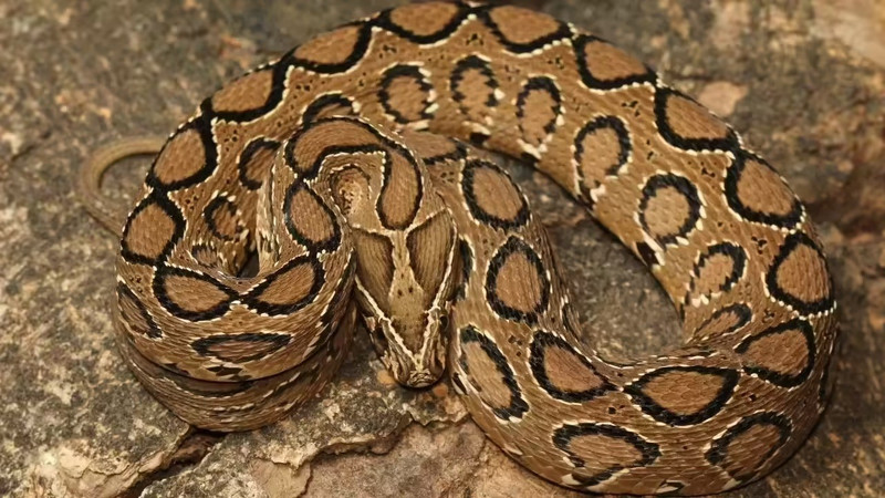 Rắn lục Russell xuất hiện ở ruộng nóng ẩm Nam và Đông Nam Á. Nó thích nghi tốt với điều kiện nắng gắt và mưa gió. Loài này nổi tiếng với cú tấn công nhanh, nọc độc mạnh, vẫn linh hoạt trong ruộng lúa ngập nước hay đất khô nóng. nhung-loai-ran-ky-la-song-sot-noi-khac-nghiet-2.jpg