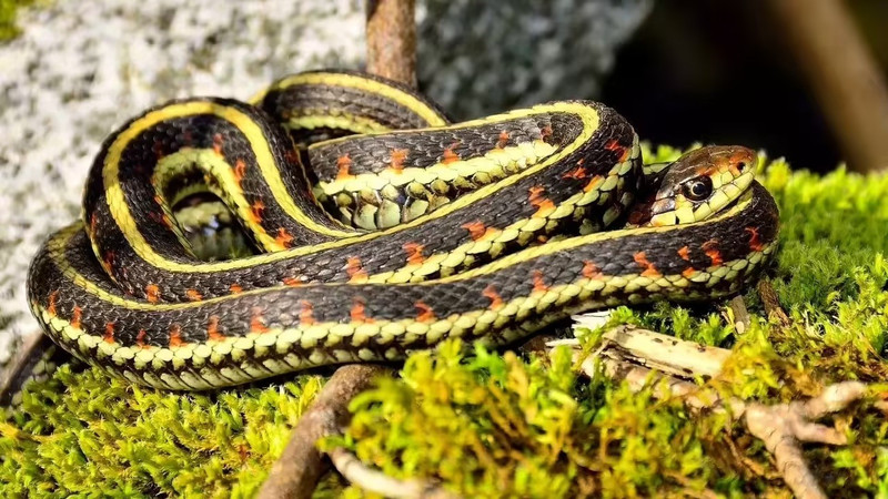 Rắn Garter sống ở Bắc Mỹ, nổi bật với khả năng chịu lạnh. Mùa đông, chúng tụ tập thành nhóm lớn trong hang ngầm gọi là hibernacula để giữ nhiệt. Nhờ đó, chúng tồn tại qua mùa đông và thích nghi cả rừng, đầm lầy, gần khu dân cư. nhung-loai-ran-ky-la-song-sot-noi-khac-nghiet-4.jpg