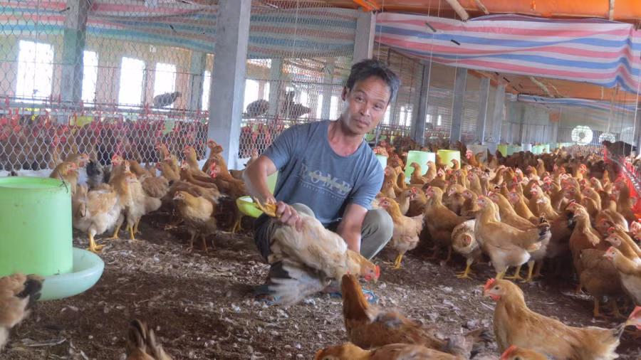 Anh Phương kiểm tra trọng lượng của gà.