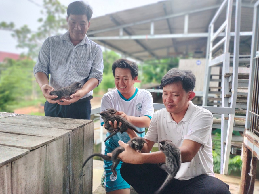 Ông Huỳnh Thanh Hùng xem chồn giống.