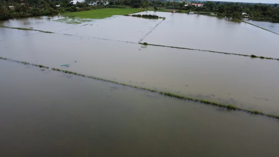 Mưa lớn gây thiệt hại hàng trăm hecta lúa ở Cà Mau 