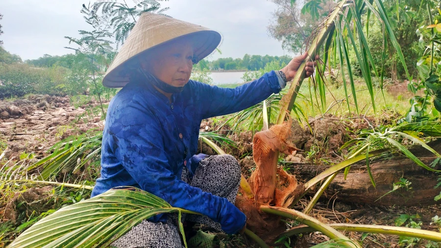 Bà Phạm Thị Láy bức xúc vì bị trộm chặt dừa lấy đi củ hủ.