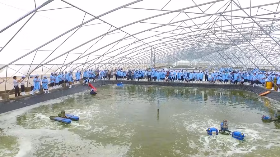 buc tranh xuat khau tom 4 ty usd 3.jpg