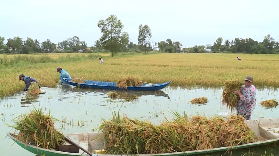 Mưa lớn gây ngập, đổ hàng trăm hecta lúa ở Cà Mau