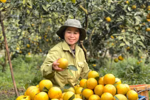 Người trồng cam Thượng Lộc (Hà Tĩnh) đang tất bật thu hoạch cam cho thị trường Tết.