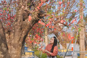 Nhiều loại đào độc đáo và cây cảnh đã được bày bán tại thị trường Tết Hà Tĩnh.