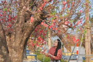 Nhiều loại đào độc đáo và cây cảnh đã được bày bán tại thị trường Tết Hà Tĩnh.