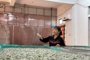 Mô hình nuôi tằm phòng lạnh tại xã Sơn Giang (Hà Tĩnh).