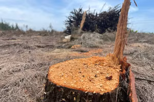 Một khu vực rừng phòng hộ ven biển Thạch Khê (Hà Tĩnh) bị người dân tự ý khai thác lấy gỗ.
