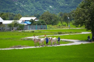 Nhiều hộ nghèo đồng bào Khmer ở miền núi An Giang được hỗ trợ bò giống.