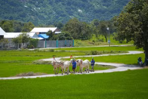 Nhiều hộ nghèo đồng bào Khmer ở miền núi An Giang được hỗ trợ bò giống.