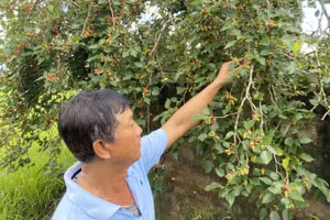 Đời sống hộ nghèo vùng Bảy Núi từng bước cải thiện nhờ các chính sách, mô hình giảm nghèo. Ảnh: Hoàng Lê.