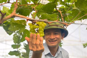 Anh Nguyễn Đăng Mạnh (TP Hà Tĩnh) và vườn nho mẫu đơn.