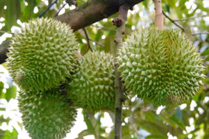 Với diện tích 12.944 ha, sầu riêng đứng thứ 3 trong các loại cây ăn quả của TP Cần Thơ. Ảnh: Yến Phương.