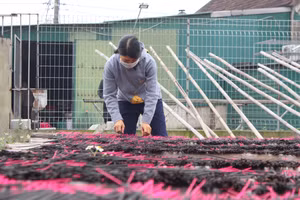 Các cơ sở sản xuất hương Báo Ân phơi thành phẩm trước khi đóng bao bì.