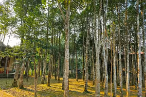 "Thủ phủ" dó trầm tại huyện miền núi Hương Khê, Hà Tĩnh.