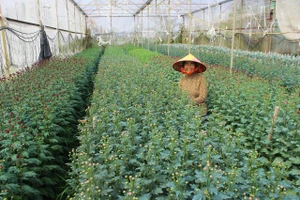 Người trồng hoa Bắc Sơn (xã Toàn Lưu, Hà Tĩnh) chuẩn bị cho thị trường hoa Tết.