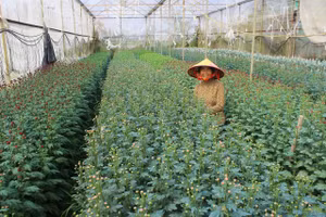 Người trồng hoa Bắc Sơn (xã Toàn Lưu, Hà Tĩnh) chuẩn bị cho thị trường hoa Tết.