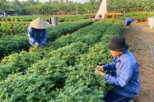 Em Dương Trọng Nghĩa cùng mẹ chăm sóc vườn hoa Đại Thành.