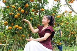 Du khách hào hứng lưu lại những khoảnh khắc đẹp giữa không gian vườn quýt chín vàng.