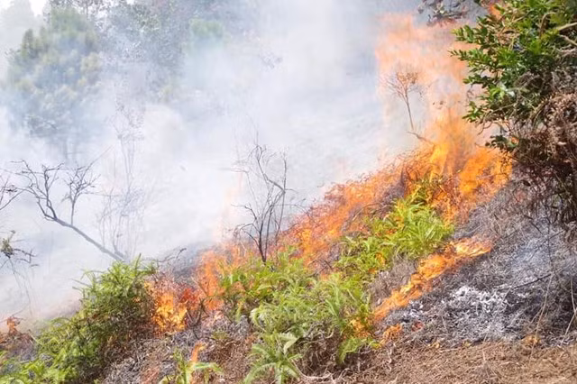 Thi thể ông V.Đ.M được tìm thấy sau vụ cháy rừng