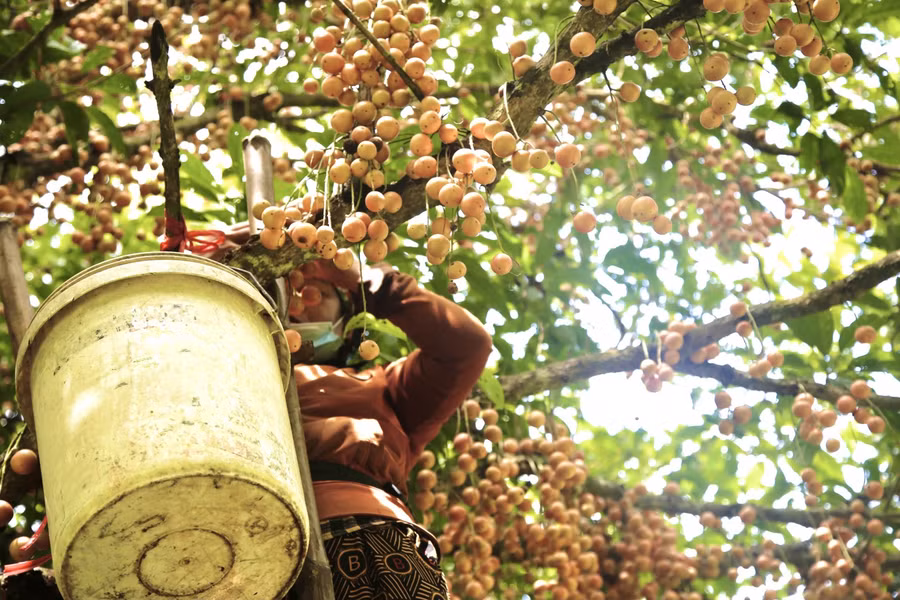 Phần lớn các gốc dâu da của ông Kỳ được trồng trên 30 năm. Mỗi năm, cho thu hoạch từ 1,5-2 tạ quả.