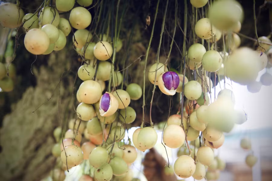 Hiện nay, mỗi kg dâu da có giá từ 25.000 đồng - 30.000 đồng.