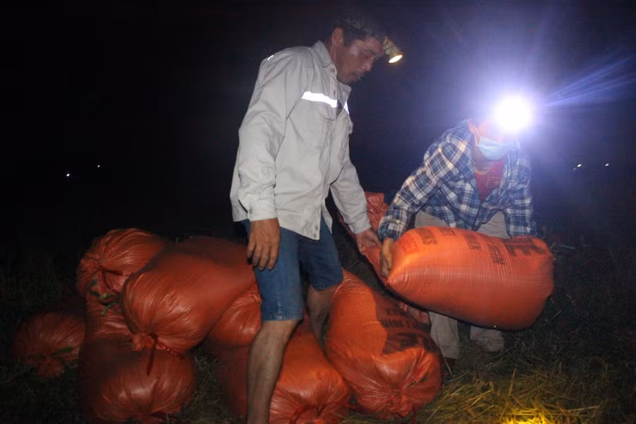 Việc thu hoạch ban đêm giúp người nông dân trốn đi cái nắng của miền Trung, giảm sự mệt nhọc và tăng năng suất lao động