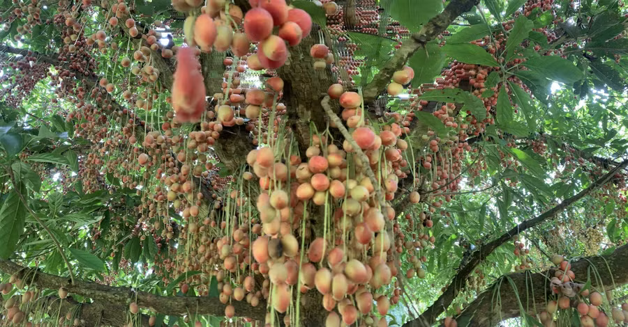 Cây dâu da thường ra hoa kết quả vào mùa xuân. Quả dâu da mọc thành chùm, chi chít từ từ gốc đến ngọn.