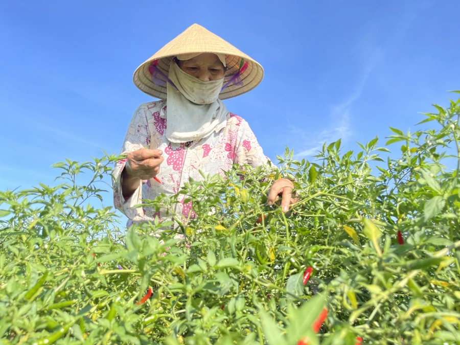 Hà Tĩnh: Nông dân "cay" vì ớt