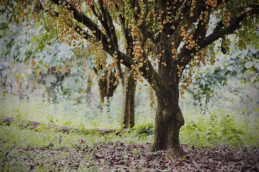 Với đặc tính sai quả, tán đẹp, cho bóng mát... ngoài việc trồng lấy quả, cây dâu da còn được chọn làm cảnh. Những năm gần đây, cây dâu da được nhiều người săn lùng tìm mua. Trung bình mỗi gốc dâu da lâu năm có giá từ 5 triệu đến 30 triệu đồng/ cây.