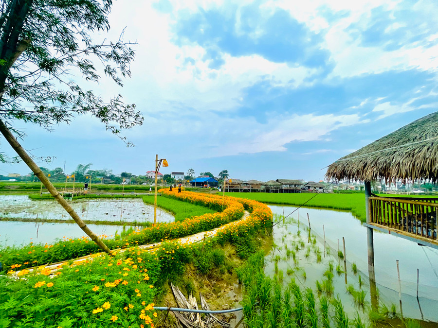 Con đường hoa với nhiều màu rực rỡ... kết hợp với màu xanh của ruộng lúa tạo nên một bức tranh khiến nhiều người mê mẩn. Con đường hoa với nhiều màu rực rỡ... kết hợp với màu xanh của ruộng lúa tạo nên một bức tranh khiến nhiều người mê mẩn.