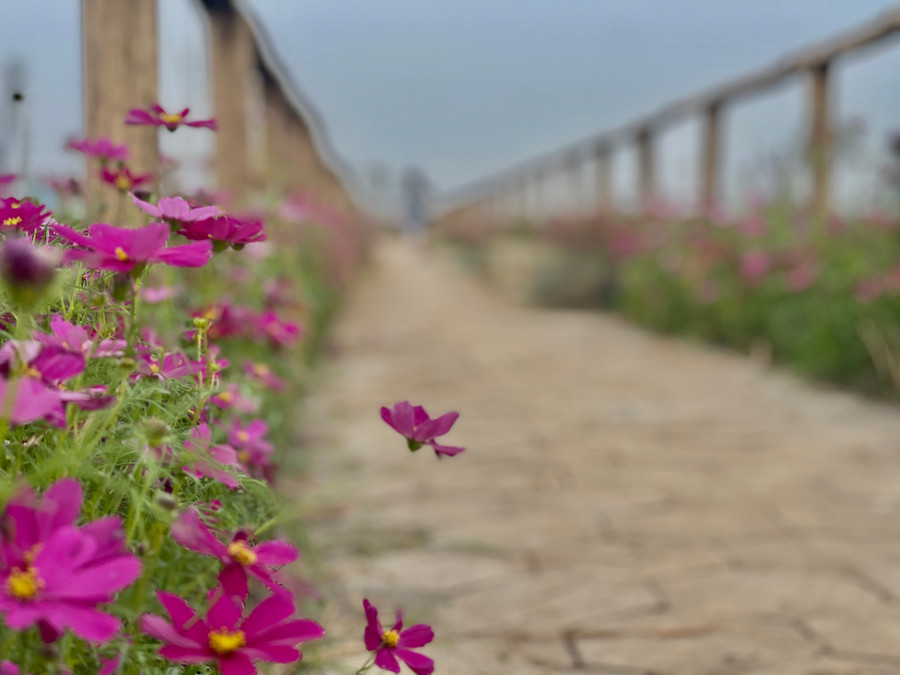 Hoa có nhiều màu sắc bắt mắt, rực rỡ. Thời gian nảy mầm của hạt giống hoa sao nhái từ 5-7 ngày và sau 60-70 ngày phát triển cây bắt đầu nở hoa. Hoa có nhiều màu sắc bắt mắt, rực rỡ. Thời gian nảy mầm của hạt giống hoa sao nhái từ 5-7 ngày và sau 60-70 ngày phát triển cây bắt đầu nở hoa.