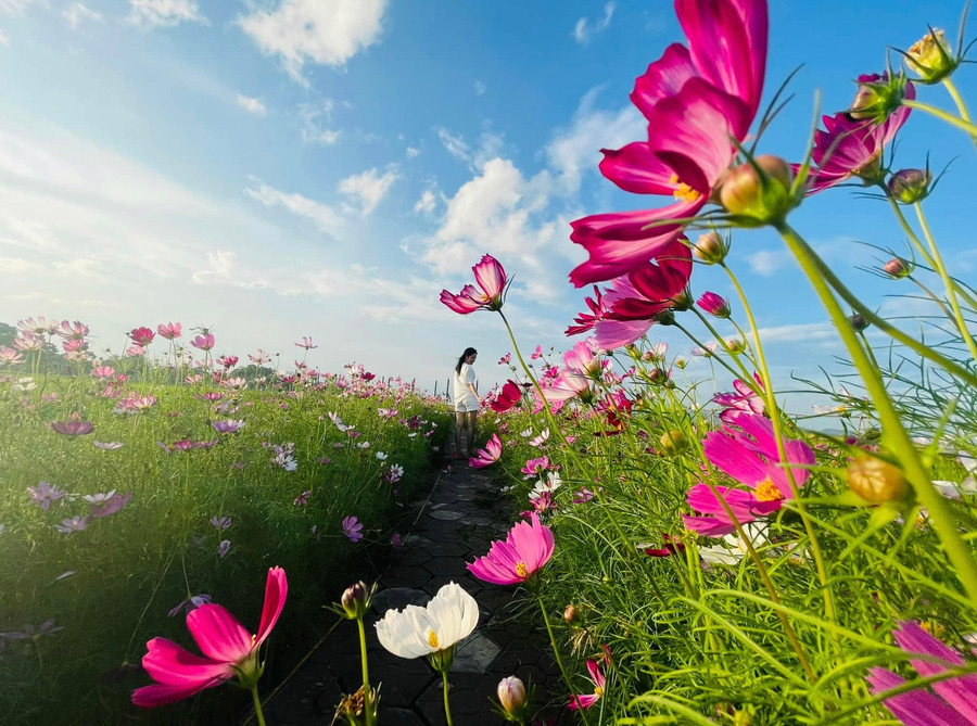 Ngoài màu vàng, hoa còn có nhiều màu bắt mắt khác như hồng, tím trắng... Ngoài màu vàng, hoa còn có nhiều màu bắt mắt khác như hồng, tím trắng...