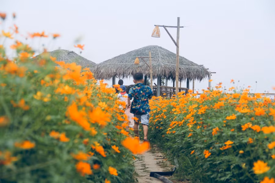 Theo anh Quyền, con đường hoa sao nhái được anh gieo trồng từ khoảng tháng 2. Loại hoa này rất dễ trồng và phù hợp với thời tiết khắc nghiệt miền Trung.