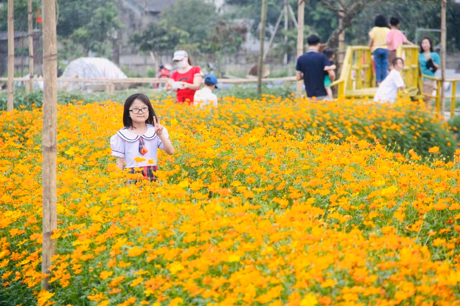 Anh Nguyễn Hữu Quyền - chủ nhân con đường hoa trên ruộng, cho biết, trước đây, khu vực này là vùng đất trũng, khó canh tác lúa. Từ cuối năm 2021, anh Quyền đã đầu tư quy hoạch vùng sản xuất với diện tích hơn 5ha theo cánh đồng tích tụ vừa sản xuất phát triển kinh tế đồng thời tạo điểm tham quan du lịch.