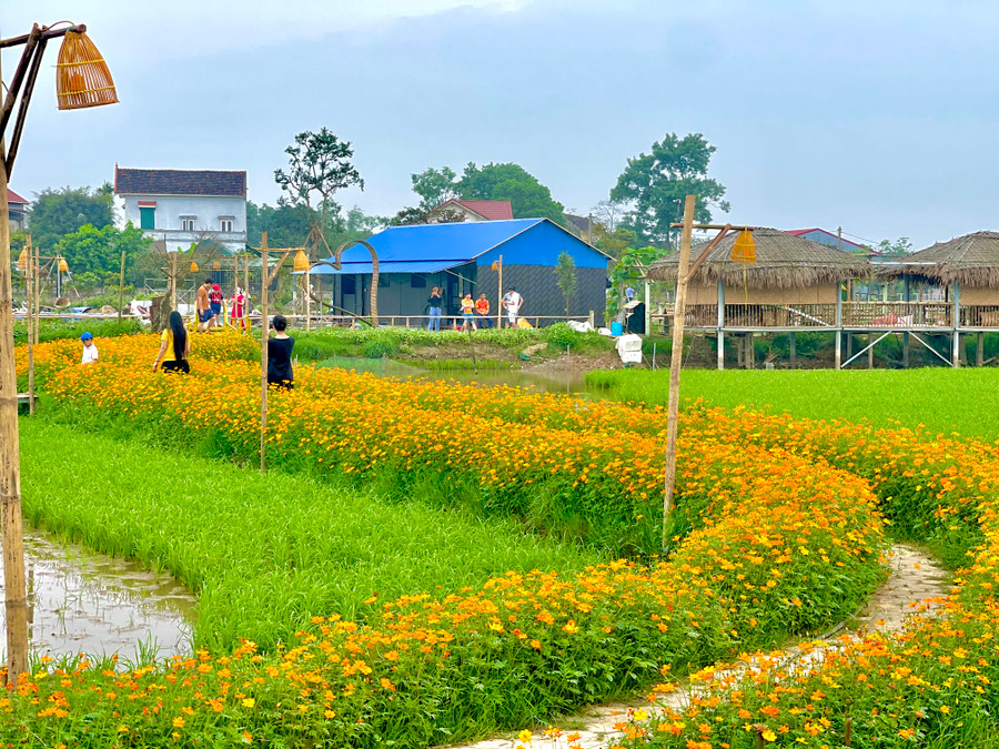 Cách trung tâm thành phố Hà Tĩnh chừng 6km, con đường hoa sao nhái vàng nằm giữa cánh đồng lúa thôn Liên Nhật (xã Thạch Hạ, thành phố Hà Tĩnh). Cách trung tâm thành phố Hà Tĩnh chừng 6km, con đường hoa sao nhái vàng nằm giữa cánh đồng lúa thôn Liên Nhật (xã Thạch Hạ, thành phố Hà Tĩnh).