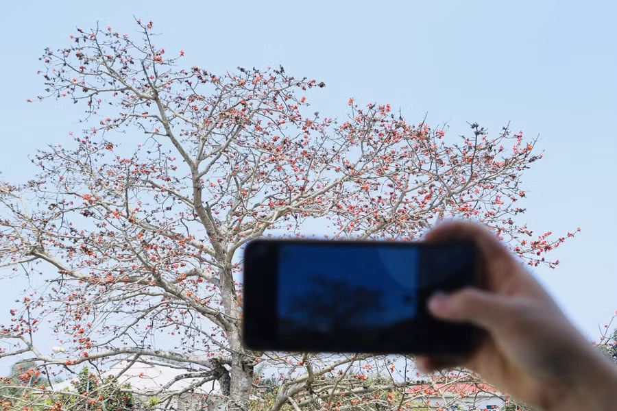 Màu sắc rực rỡ của loài hoa tháng 3 nổi bật cả một góc trời.