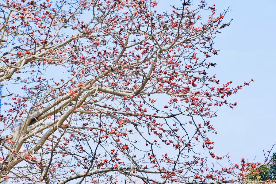 Hoa gạo có 5 cánh lớn màu đỏ tươi, gắn với miền quê, con sông, triền đê, mái đình, cổng làng...