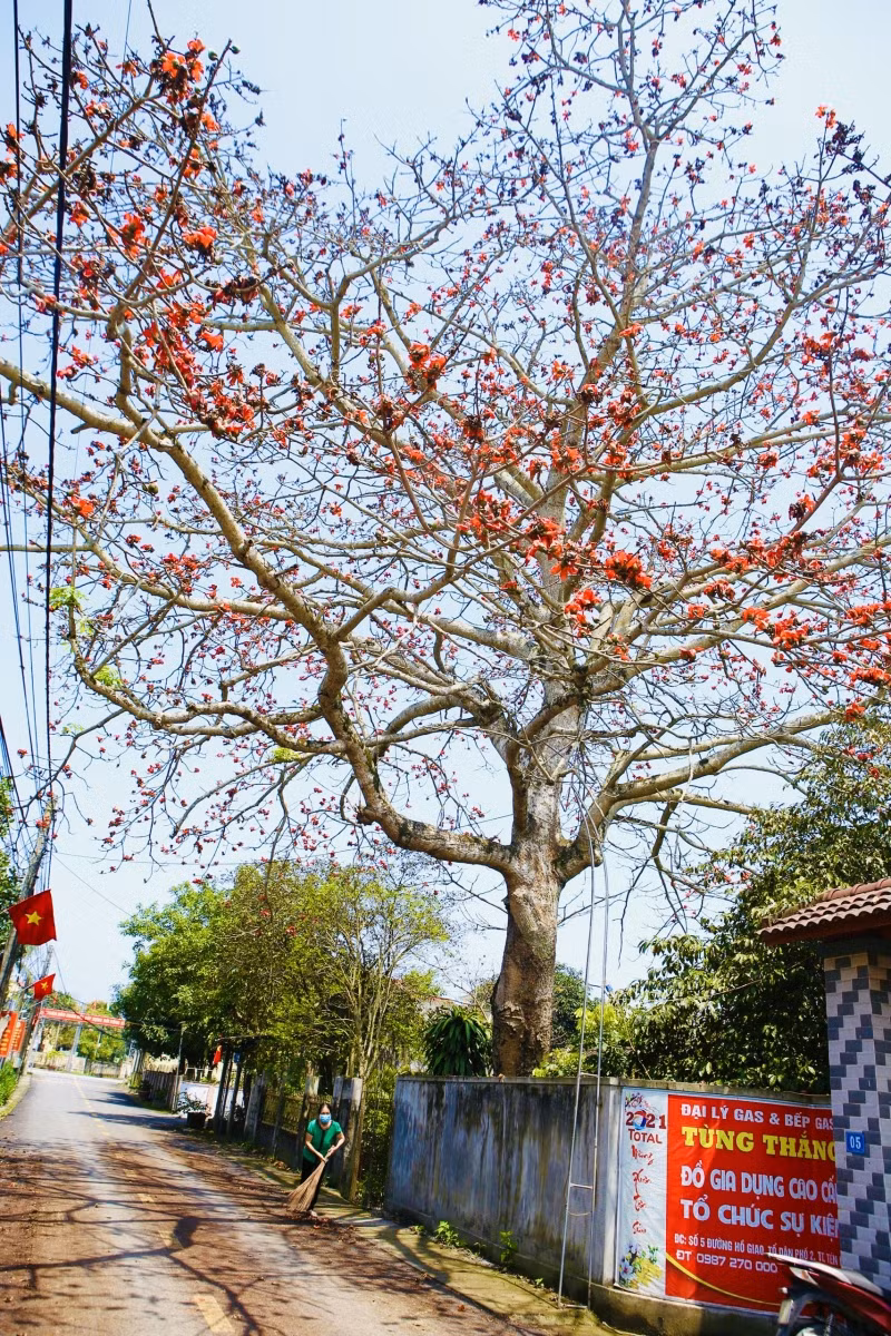 "Nhiều người xa quê, mỗi lần trở về lại ghé thăm cây gạo của gia đình tôi. Hoặc nhiều khi gọi điện về nhà ngoài hỏi thăm sức khỏe người thân lại không quên nhắc tới cây gạo. Cũng chính vì vậy mà gia đình tôi luôn chăm sóc cây thật tốt để người đi xa về sẽ nhớ đến", bà Nguyễn Thị Chỉnh chia sẻ.